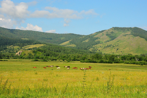 A small herd of horses grazing in a valley surrounded by mountains on a clear summer day. Altai, Siberia, Russia.