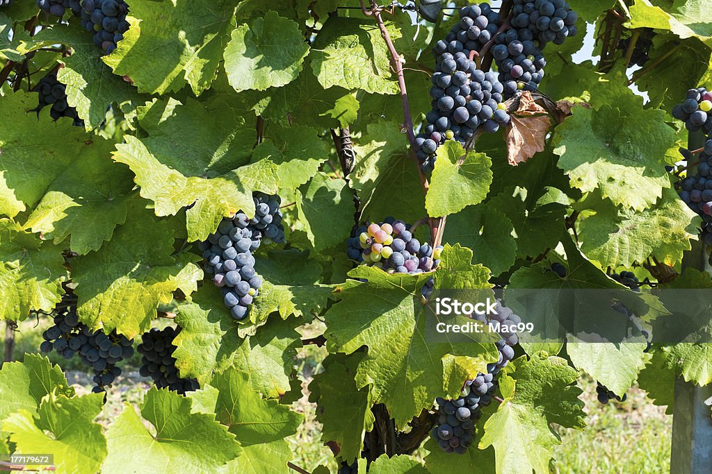 Uvas en vineyard - Foto de stock de Agricultura libre de derechos