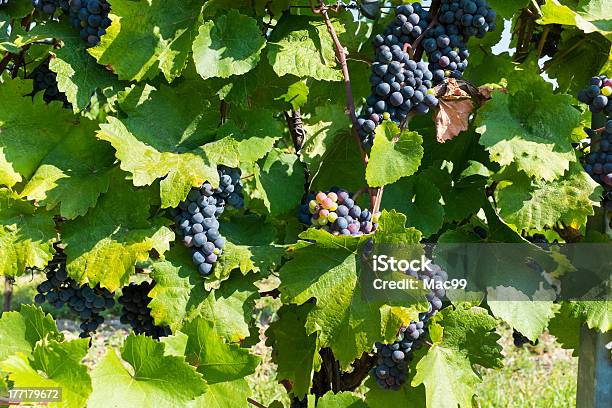 Uvas En Vineyard Foto de stock y más banco de imágenes de Agricultura - Agricultura, Aire libre, Alambre