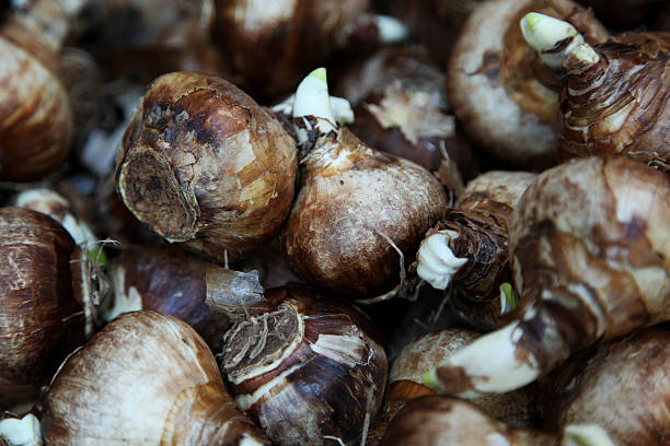 Paperwhite narcissus bulbs or daffodils stock photo