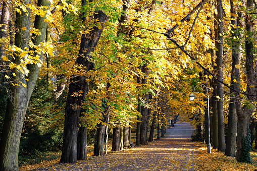 City park in autumn. Autumn Landscape. Colorful foliage at beautiful autumn park at sunny weather.