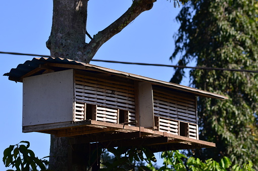 Bird cages are made of bamboo and wood hung from tree trunks.
