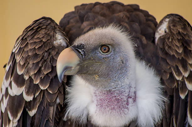 vulture stock photo
