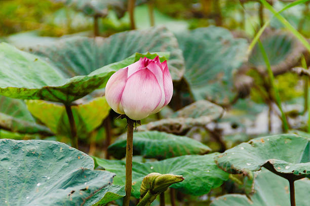 istock water lilly above the pond 177183096