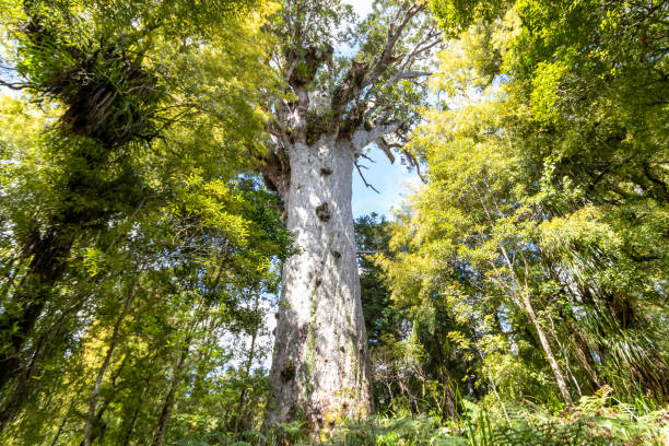 Ancient Kauri Tree Tane Mahuta in Puketi and Waipoua Forests in Northland, New Zealand Ancient Kauri Tree Tane Mahuta, Exploring Puketi and Waipoua Forests in Northland, New Zealand waipoua forest stock pictures, royalty-free photos & images
