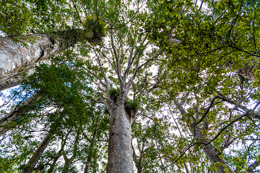 Ancient Kauri Tree , Exploring Puketi and Waipoua Forests in Northland, New Zealand
