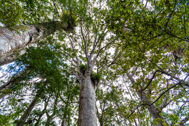 Ancient Kauri Tree in Puketi and Waipoua Forests in Northland, New Zealand Ancient Kauri Tree , Exploring Puketi and Waipoua Forests in Northland, New Zealand waipoua forest stock pictures, royalty-free photos & images