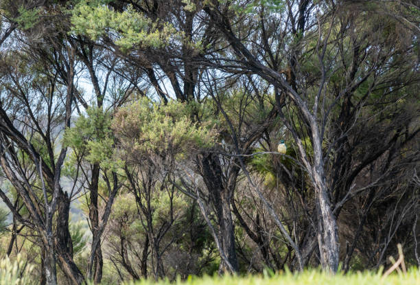 Sacred Kingfisher iconic bird Amidst New Zealand Native Manuka Bush Forest Sacred Kingfisher Amidst New Zealand's Native Manuka Bush Forest, Northland, New Zealand todiramphus sanctus stock pictures, royalty-free photos & images