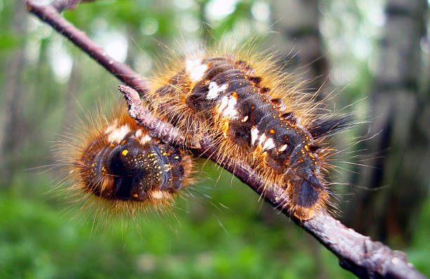 fofo lagarta - lepidopteron imagens e fotografias de stock