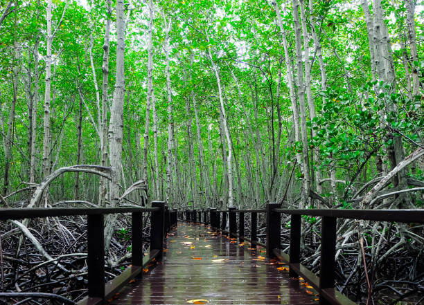 A wooden bridge for walking and studying natural trees.