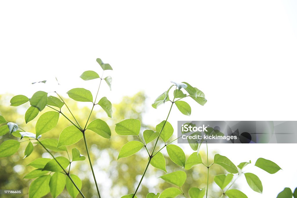 Frescas hojas de árbol - Foto de stock de Aire libre libre de derechos