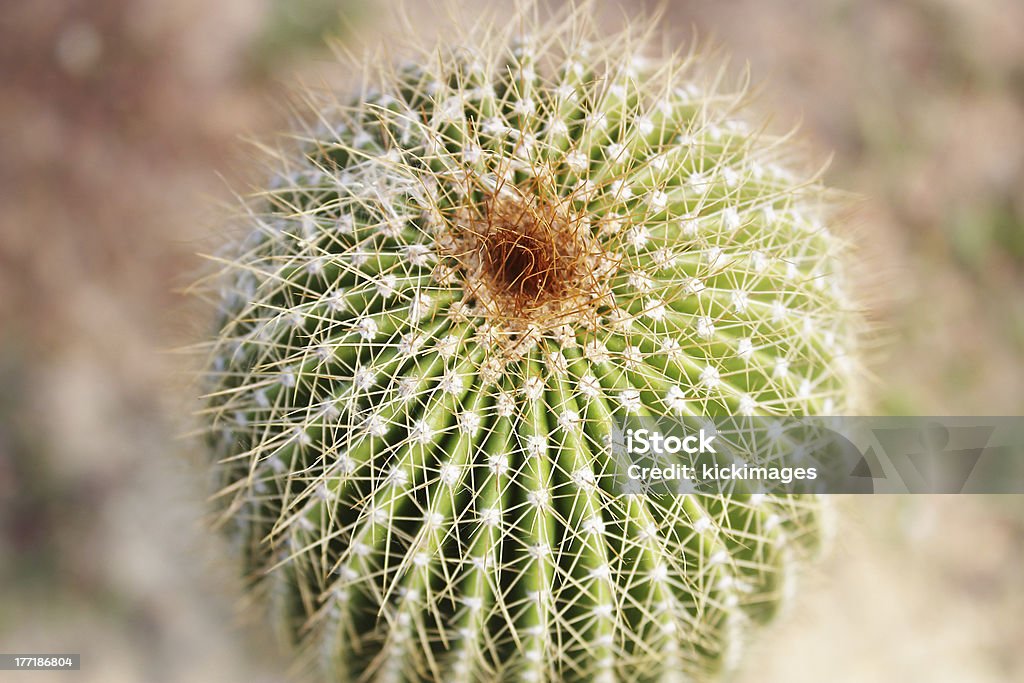 cactus - Photo de Aiguille - Partie d'une plante libre de droits