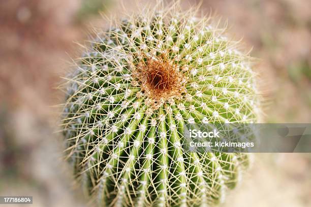 Photo libre de droit de Cactus banque d'images et plus d'images libres de droit de Aiguille - Partie d'une plante - Aiguille - Partie d'une plante, Botanique, Cactus