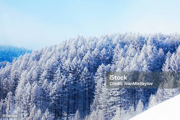 Foresta Di Neve - Fotografie stock e altre immagini di Abete - Abete, Albero, Alpi