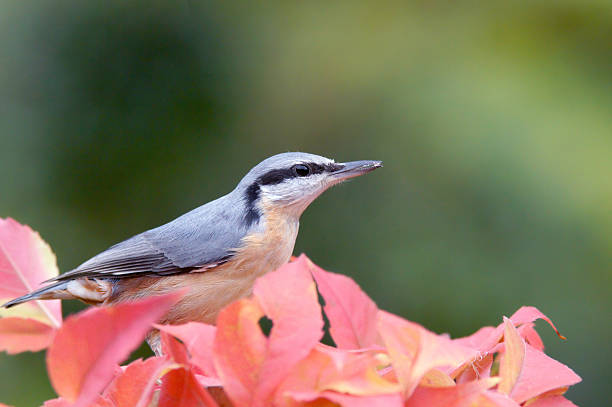 istock Sitta europaea on wild wine 177187239