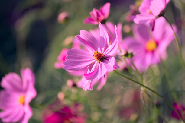 istock Beautiful light with pink cosmos flowers field 1771882258