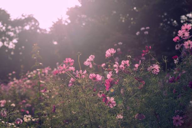istock Beautiful light with pink cosmos flowers field 1771888658