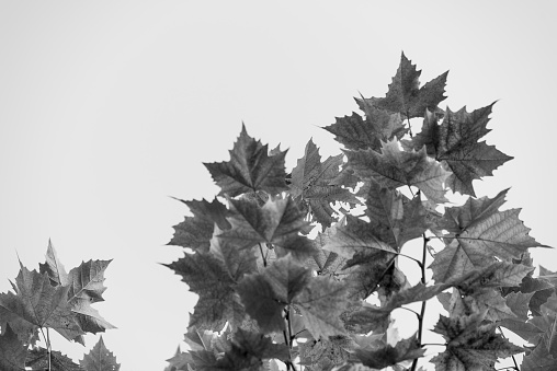 Background of plane tree leaves,Autumn concept
