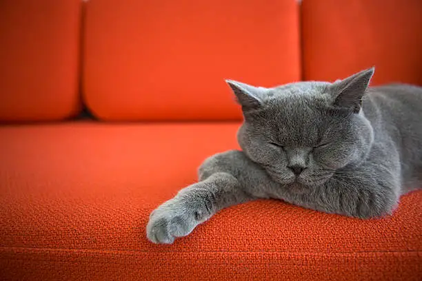 Photo of Relaxed cat.