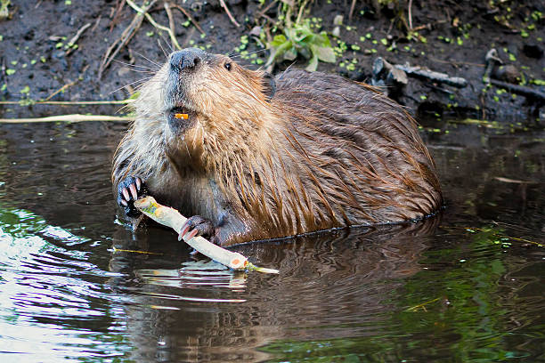 Adult beaver stripping bark off of a tree branch for dinner in Grand Teton National Park, WY