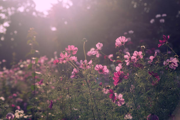 istock Beautiful light with pink cosmos flowers field 1771890728