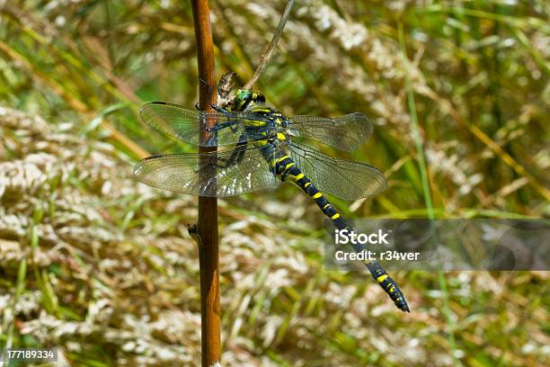 Libelle Und Branch Stockfoto und mehr Bilder von Bildschärfe - Bildschärfe, Bunt - Farbton, Extreme Nahaufnahme