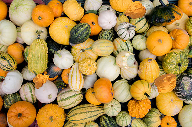 pumpkins wallpaper stock photo