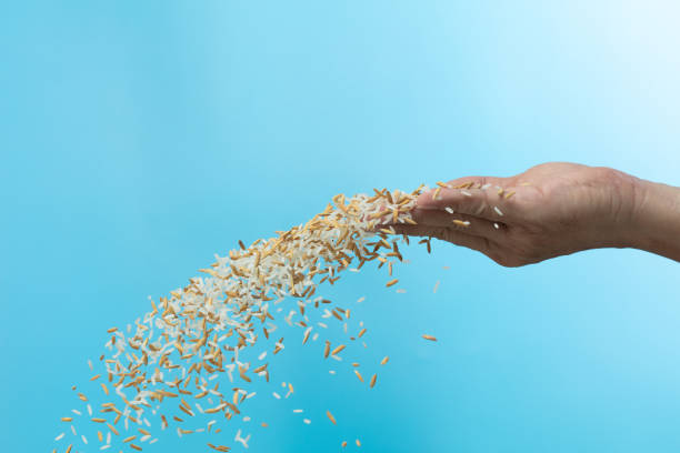 istock Farmer scatter Paddy white Rice grain fly in harvest field. Yellow Golden Paddy Rice falling farm, farmer scatter rice in farm by hand fingers. Blue sky background isolated freeze motion 1771900611