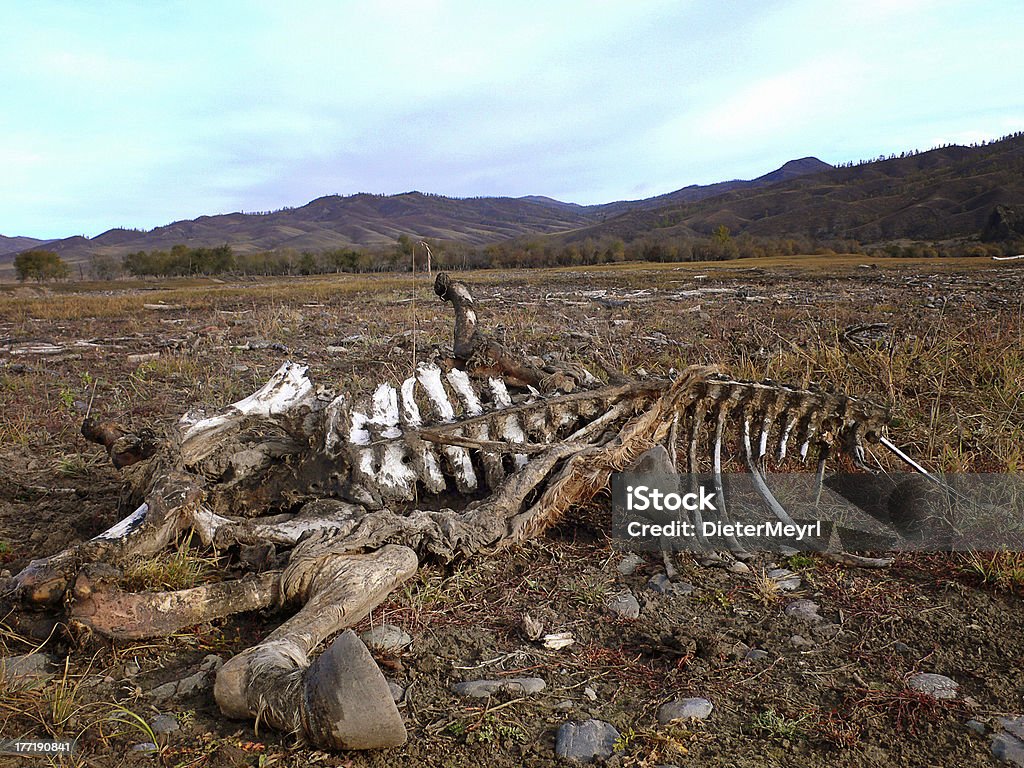 Circle of Life Skeleton of a horse Animal Stock Photo