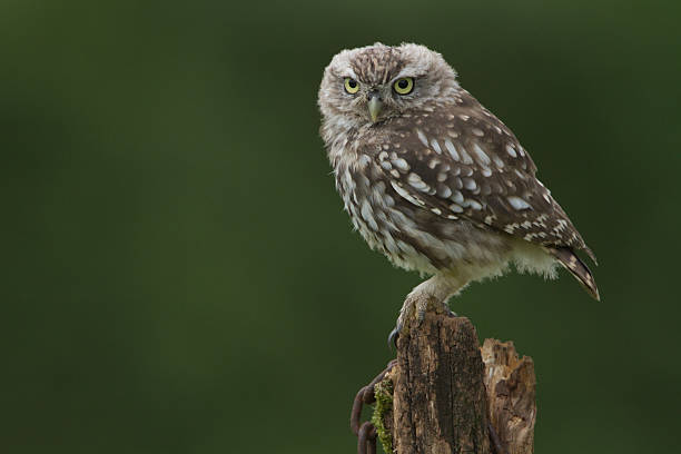 Little Owl Perched On A Post stock photo