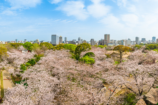 View over Fukuoka castle ruins with cherry blossom in Fukuoka, Kyushu, Japan