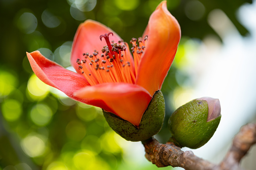 blooming Bombax ceiba or red cotton horizontal composition