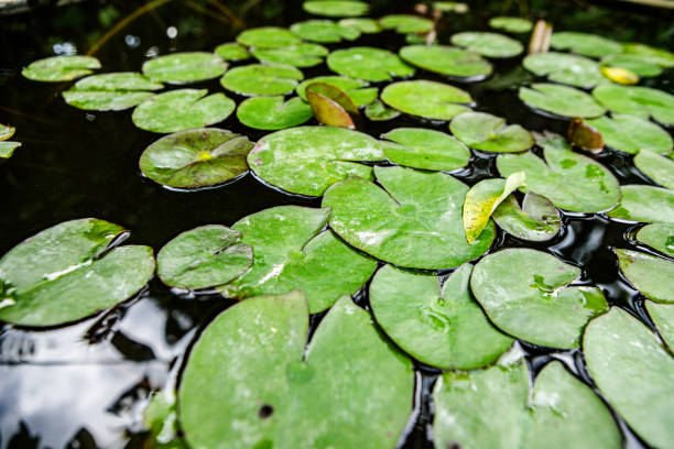 istock Lotus leaves with water. 1771927551