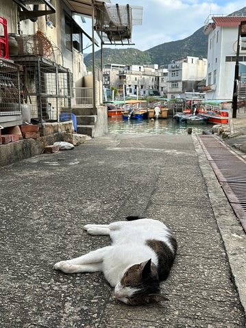 Cat sleeping in Tai O fishing village