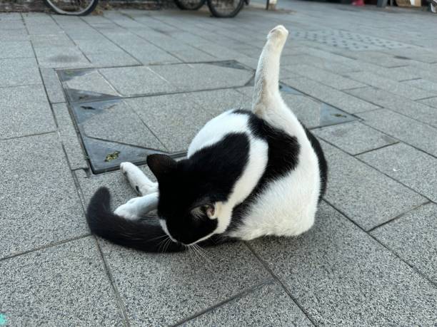 istock Cat grooming like a yoga guru 1771940329