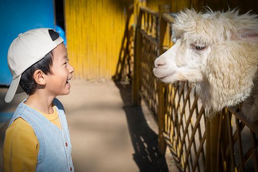 The baby is playing with the alpaca on the farm