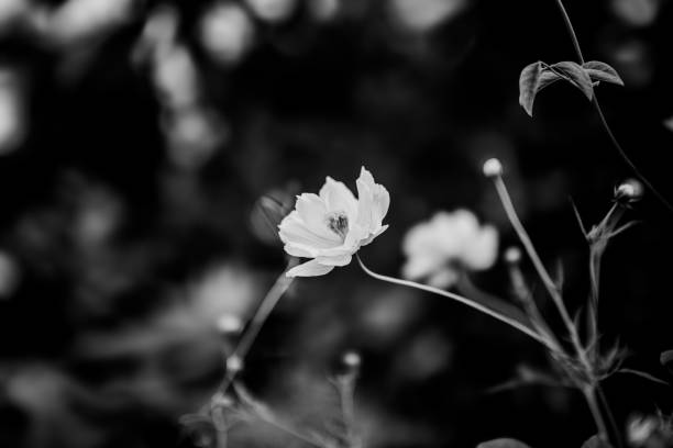 istock Black and white, Mary gold plants, flower 1771940518