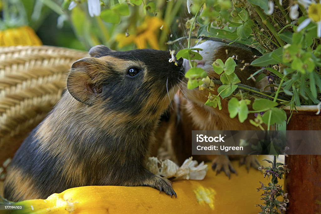 Conejillo de Indias - Foto de stock de Aire libre libre de derechos