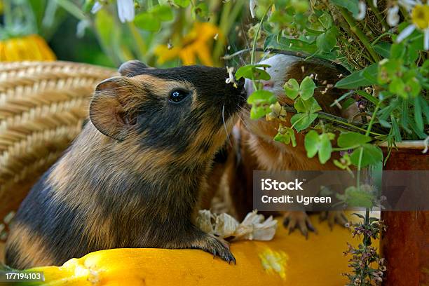 Porcellino Dindia - Fotografie stock e altre immagini di Ambientazione esterna - Ambientazione esterna, Animale, Animale da compagnia