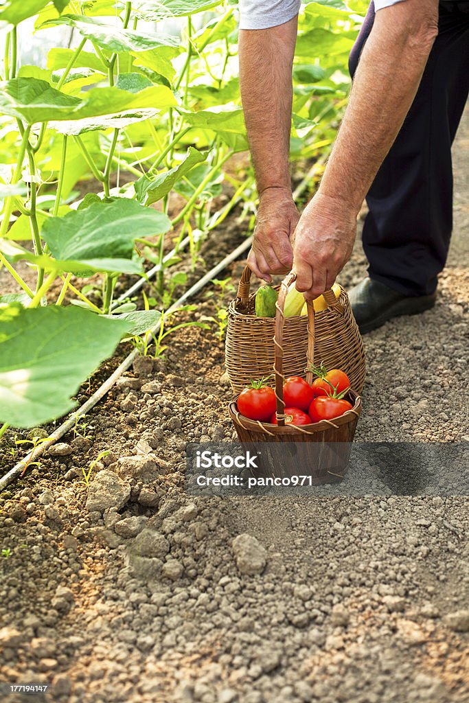 Cueillir tomates fraîches - Photo de Adulte libre de droits