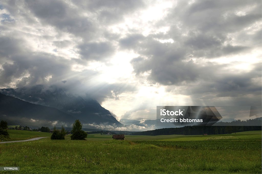 Caldo - Foto stock royalty-free di Abete