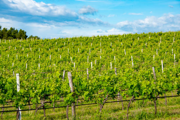 istock Aglianico Red Grape Vineyard 1771952316