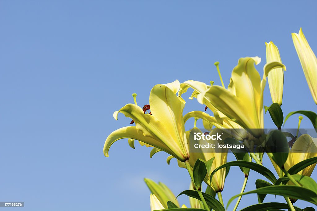 yellow lily flower background Yellow lily flower close-up on the blue sky background Bouquet Stock Photo