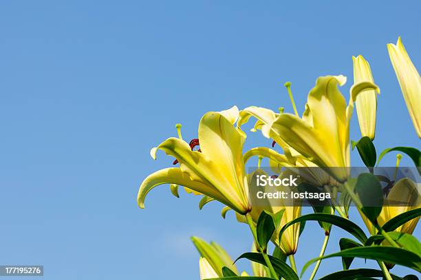 Yellow Lily Flower Background Stock Photo - Download Image Now - Bouquet, Extreme Close-Up, Florist
