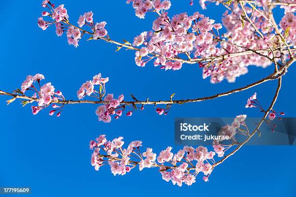 벚꽃 0명에 대한 스톡 사진 및 기타 이미지 - 0명, 4월, 계절