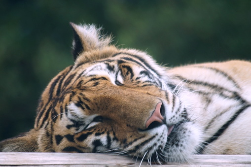 Tiger,  Panthera tigris, single cat in India