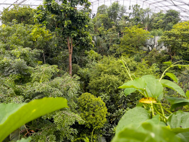 istock The artificial rainforest in Zurich Zoo. 1771958829