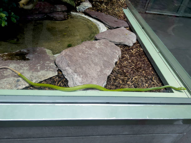 istock The long green snake in the zoo. 1771958834