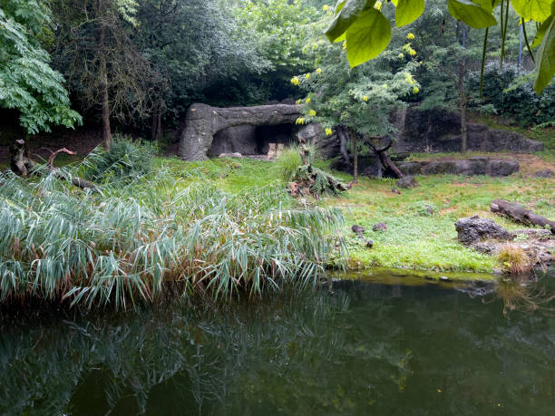 The lion enclosure in the zoo is large.