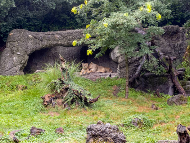 istock The lions in a zoo enclosure. 1771958836
